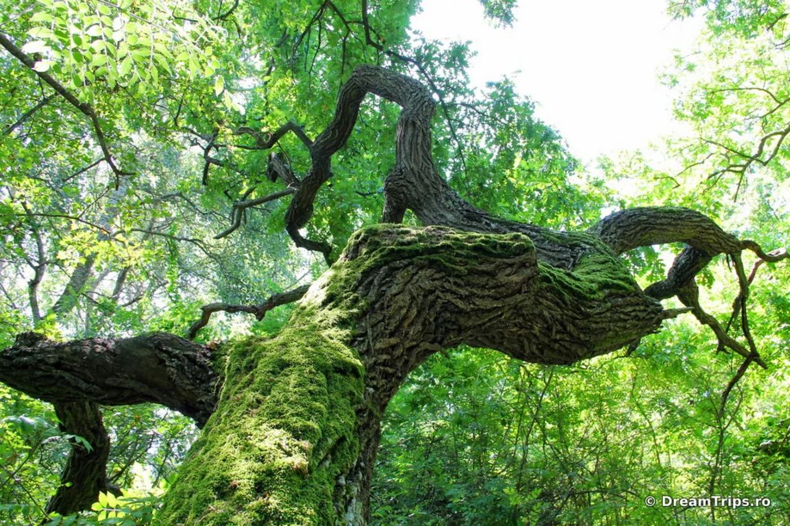 Excursie Padurea Caraorman