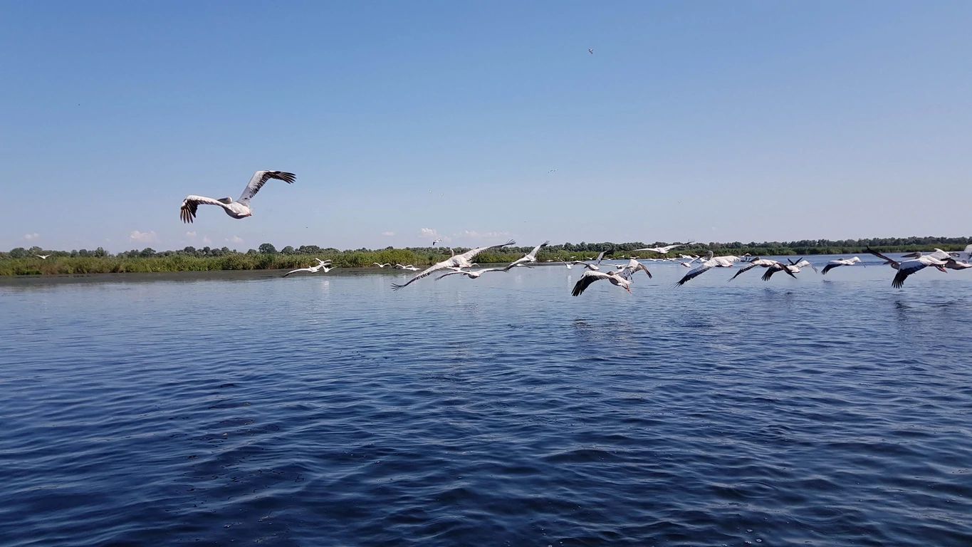 Excursie Birdwatching Delta Dunarii