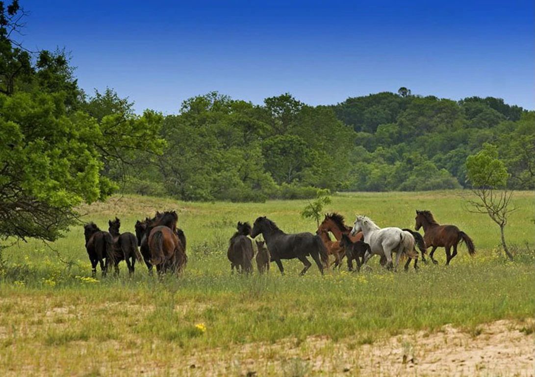 Excursie Padurea Letea