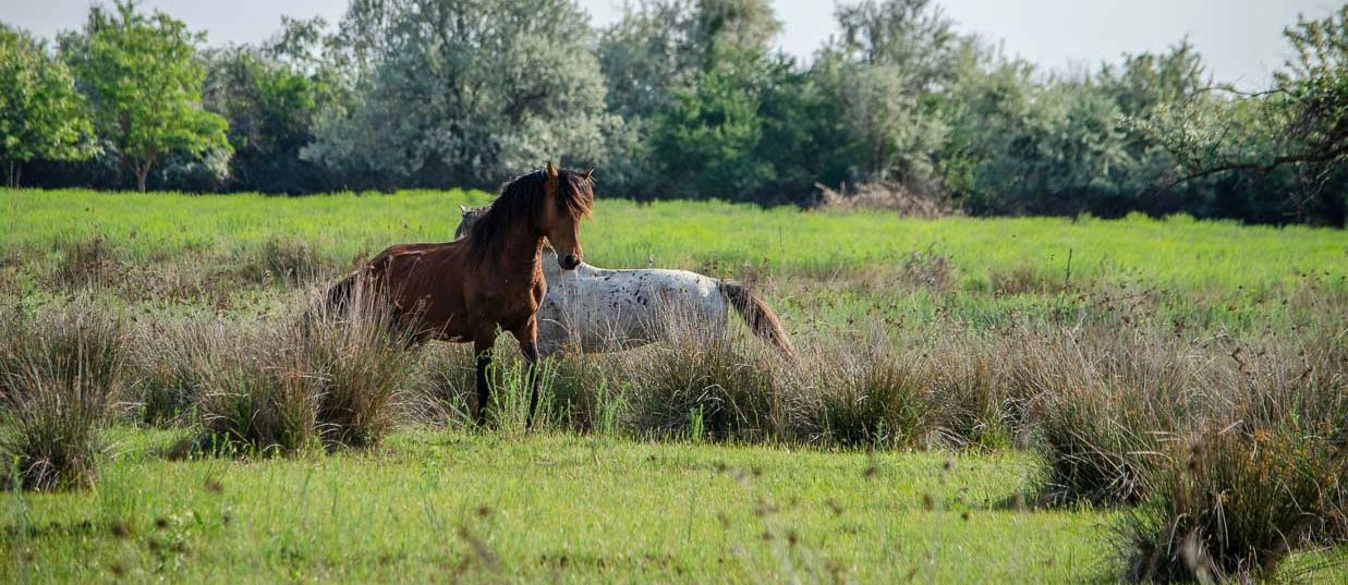 Excursie Padurea Letea